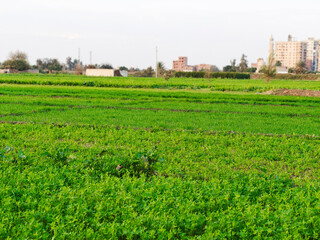 Lush Green Alfalfa or Fodder Field in Rural Egypt