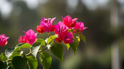 Fototapeta premium pink flowers in the garden, purple flowers in the garden, close up of pink flower