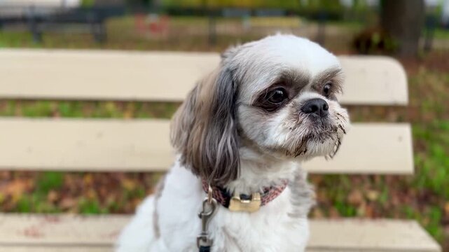 A Shih Tzu dog sits close to a bench on an autumn day and looks around