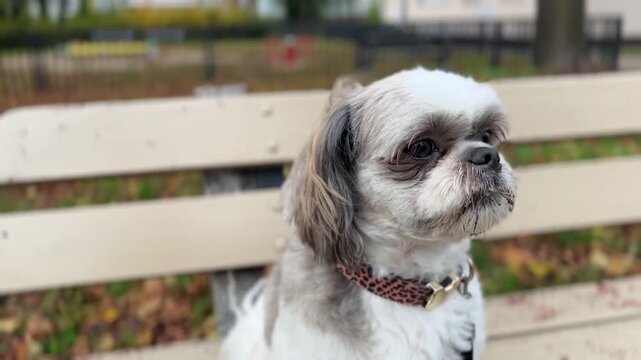 A Shih Tzu dog wearing a collar sits close to a bench on an autumn day, looking around. Walking a pet