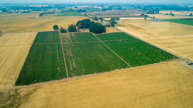 Aerial view of a patchwork of golden fields and verdant vineyards, a rural tapestry under a hazy sky, Hebo, Oregon, United States.