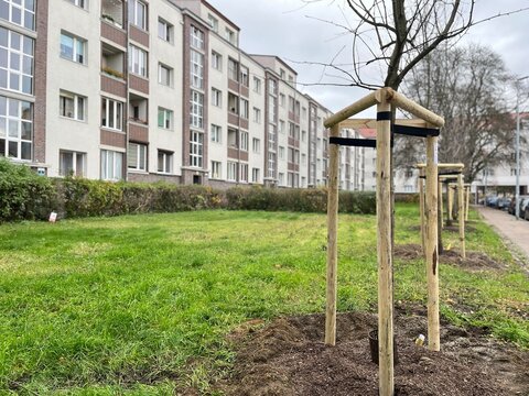 Freshly planted trees along a sidewalk in a modern neighborhood, showcasing urban nature integration
