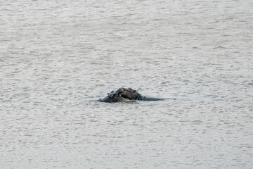 Fototapeta premium Hippopotamus submerged in muddy water. Wildlife safari in Africa