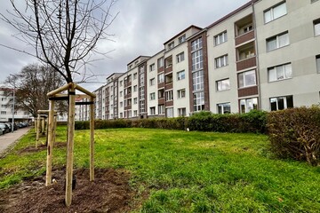 Row of saplings with protective stakes on a city lawn, ideal for urban greening or environmental projects photography