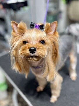 A Yorkshire Terrier dog with a black bow and a purple spider after a haircut and bath stands on a grooming table. Pet hygiene. Asian style dog muzzle trimming.