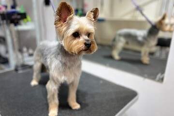Adorable Yorkshire Terrier with fresh groomed haircut standing on a grooming table in a professional pet salon. The small dog has a neatly trimmed body, fluffy head and ears, looking attentively at th