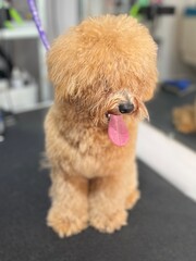 An overgrown poodle before a haircut at a grooming salon. Copy space