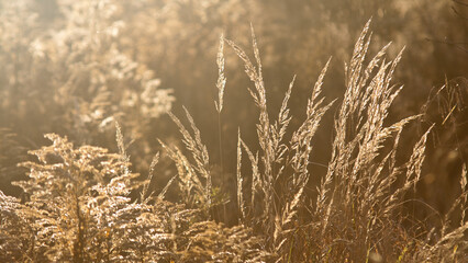 meadow grass in the rays of the sun