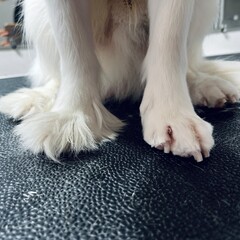 Close-up of dog paws during grooming session, showing trimmed fur and nails on a professional grooming table. Concept of pet care, hygiene, veterinary services, and animal well-being.