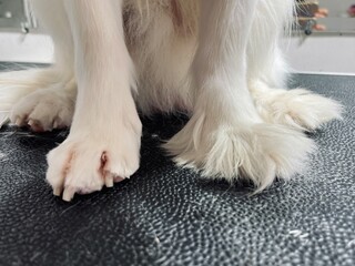 Detailed view of small dog paws with clean white fur and trimmed claws, photographed in a grooming salon. Professional pet grooming, dog care routine, and animal health concept.
