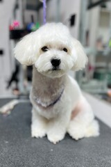 Portrait of a cute white dog with soft fluffy fur in a pet grooming salon. Professional grooming result, clean coat, and gentle look representing pet care and animal wellbeing.