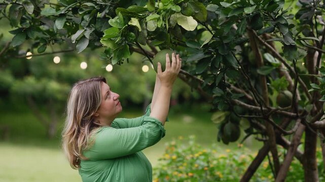 Woman harvesting fresh green pomelos from lush tree in vibrant garden setting