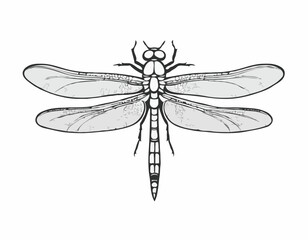 Elegant dragonfly illustration in black and white woodcut style
