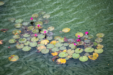 Pink water lilies and green lily pads on a lake surface in a tropical park, blooming lotus on water, natural background for meditation and oriental style design at a resort.