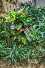 Vibrant leaves of exotic croton plant in a tropical garden, decorative shrub with variegated foliage in resort landscape design, concept of natural diversity and botanical beauty.