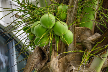 Green coconuts on a palm tree next to a modern glass hotel facade, tropical flora in architectural design of a luxury seaside resort, concept of exotic travel and eco-urbanism.