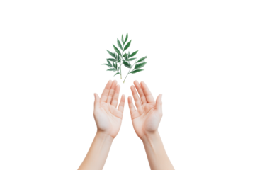 Hands holding a small green plant isolated on transparent background. Open hands isolated on white background.