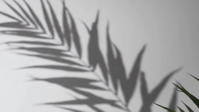 Palm leaf shadow on wall.