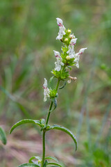 Flower stalk of the woundwort Stachys sp. in May