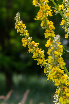Common mullein - pale yellow flowers of verbascum nigrum plant, used as herb and medicine - growing in the medicinal garden