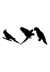 Obraz premium Parrot bird animal vector, parrot animal creative art, parrot silhouettes, parrot vector design isolated