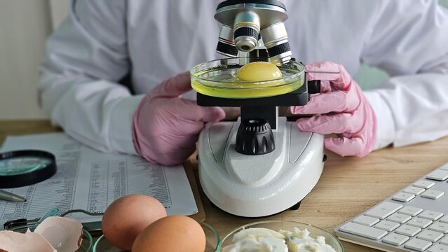 Researcher studies egg yolk under microscope in laboratory concept