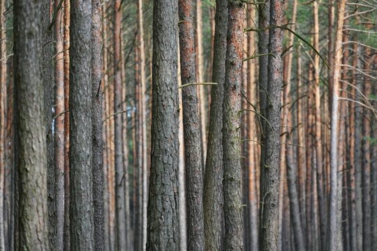 A close-up of the trunks of a pine forest (pinus sylvesrtis) consisting of Scots pine