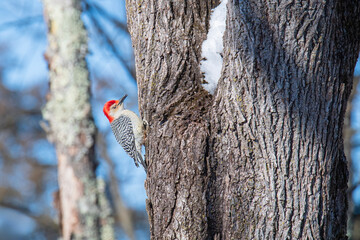 Red-crowned Woodpecker Sits on a Tree