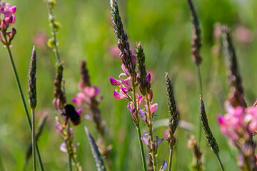 Onobrychis arenaria. Hungarian Sainfoin. Pink and green floral background. Delicate pink flowers in a sunny meadow