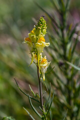 Flaxseed or wild snapdragon Linaria vulgaris is a medicinal herb. Wildflowers inflorescence