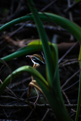 Indian Pitta: A Feathered Gem
