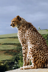 Cheetah sitting on rock, looking over grassy landscape.