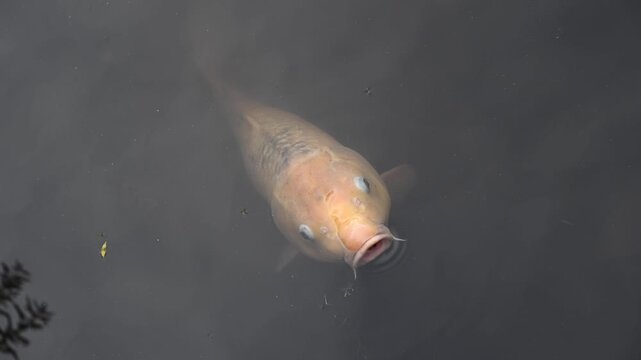 Japan carp fish, Japan Koi Fish swim in pond.
