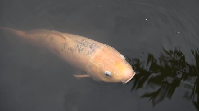 Japan carp fish, Japan Koi Fish swim in pond.