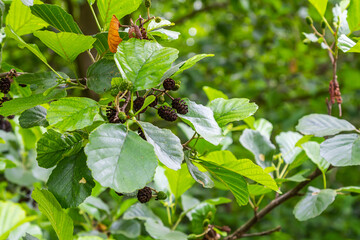 Green and brown alder cones, alder catkins and green leaves