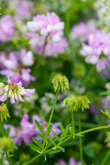 the flowers of Securigera varia - crownvetch, purple crown vetch