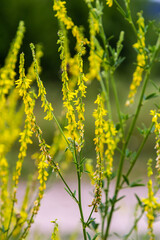 In the wild bloom Melilotus officinalis - honey, essential oil and medicinal plant