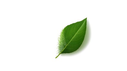 Fototapeta premium Eco Friendly Nature Leaf Representing Sustainability