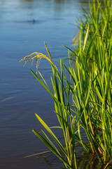 Obraz premium On the banks of the river and in the water, the forage grain Glyceria maxima grows