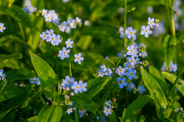 Water forget-me-not Myosotis scorpioides Myosotis palustris Myosotis flower tender flowers blossoming in spring time natural floral background