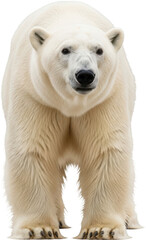 Large Polar Bear Standing Front View