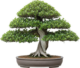 Miniature Bonsai Tree in Ceramic Pot