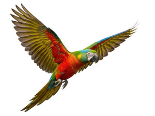 Fototapeta premium Vibrant parrot in flight isolated on transparent background