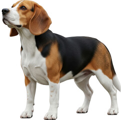 Beagle Puppy Standing Alert