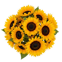 Fresh sunflower bunch isolated on transparent background
