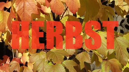 Leaves change color in fall season showcasing vibrant yellow and orange shades in a natural setting during autumn in a garden