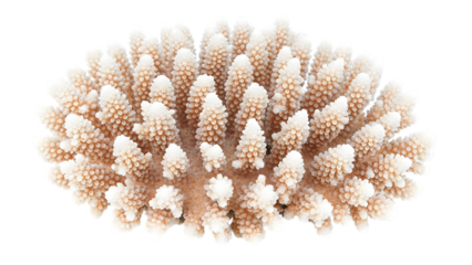 Light brown coral with white tips isolated on a transparent background white coral reef marine life