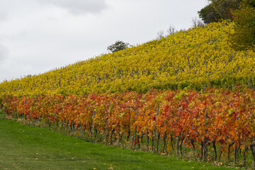 Vineyard in Autumn, Surrey, England.