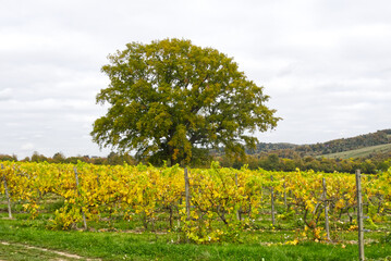 Vineyard in Autumn, Surrey, England