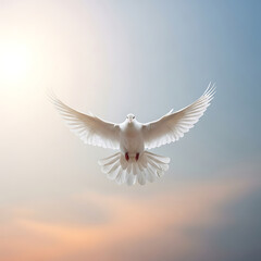 Fototapeta premium Dove in Flight